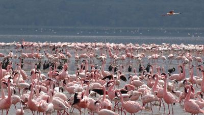 4 Days Maasai Mara & Lake Nakuru Safari in 4x4 Land Cruiser - Image - 13445